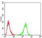 ULK2 Antibody